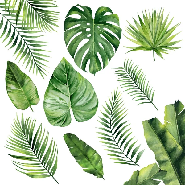 Set of palm leaves. Green tropical branches. Watercolour illustration isolated on white background. — Stock Photo, Image
