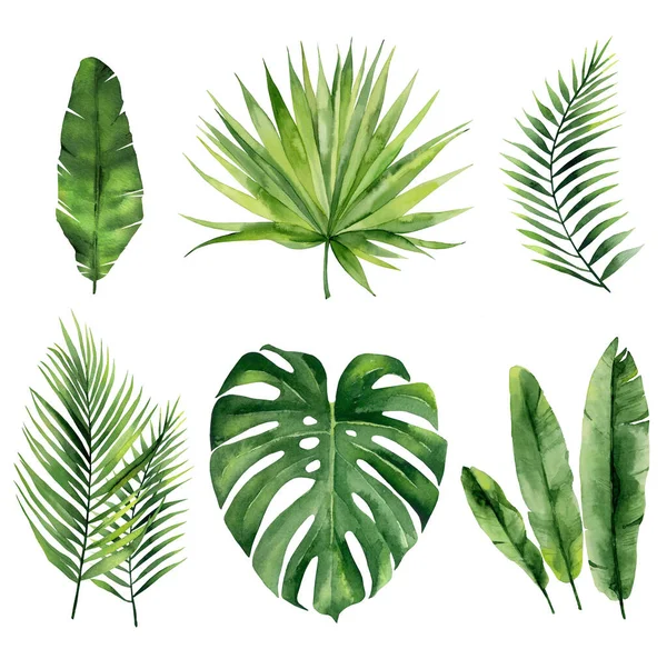 Tropical summer leaves. Exotic plant set for textile design, invitation tropical design, greeting, card, postcard. Watercolour fronds isolated on white background.