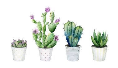 Ev bitkileri saksıda. Kaktüs, sulu, aloe vera. Kaktüs seti. Beyaz arkaplanda suluboya botanik çizimler.