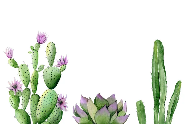 Plantas del suroeste. Cactus rosados florecientes, suculentos y verdes. Ilustración en acuarela aislada sobre fondo blanco . —  Fotos de Stock