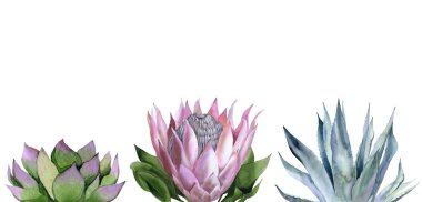 Egzotik bitki seti. Çiçek koleksiyonu. Agave, protea ve sulu. Beyaz arkaplanda suluboya çizimi.