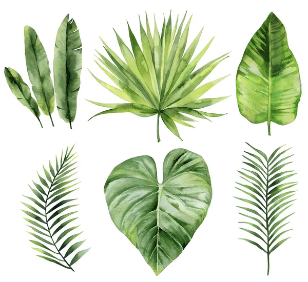 Exotic leaves set. Palm fronds collection. Watercolour illustration isolated on white background. — Stock Photo, Image