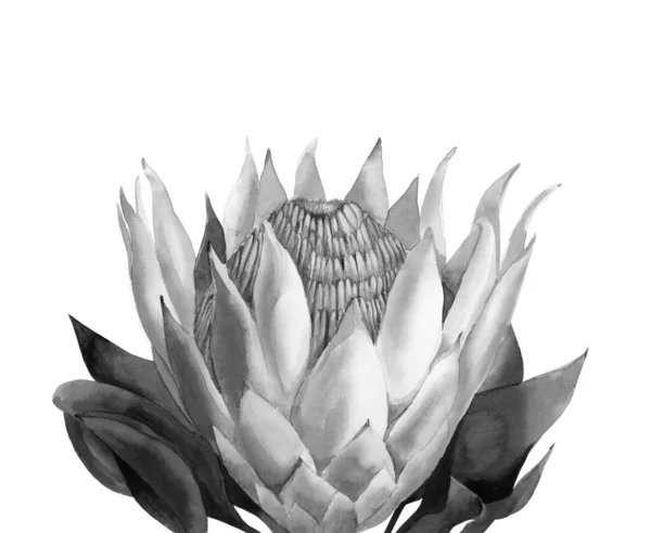Tanaman Monokrom. Protea bunga dengan daun. Ilustrasi warna air diisolasi pada latar belakang putih. — Stok Foto