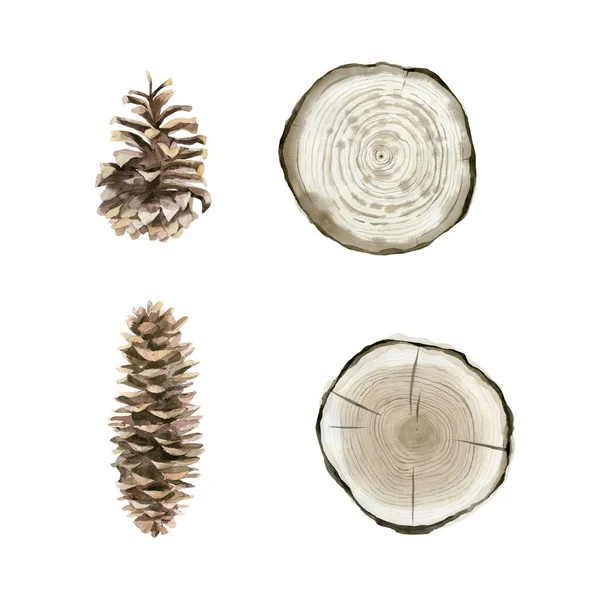 白を基調とした側面から見る松のコーンの水彩写実的なイラスト. — ストック写真