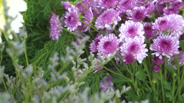 Крупним планом знімок фіолетової квітки мами — стокове відео