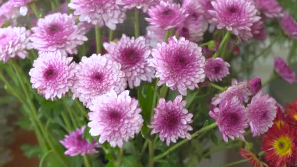 Close-up shot van het sproeien van water op de paarse bloeiende moeders bloem — Stockvideo