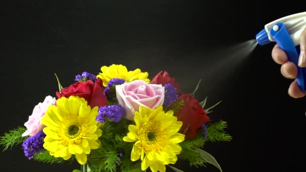 Close up shot of spraying water on a beautiful flower bunch, black wallpaper — Stock Video