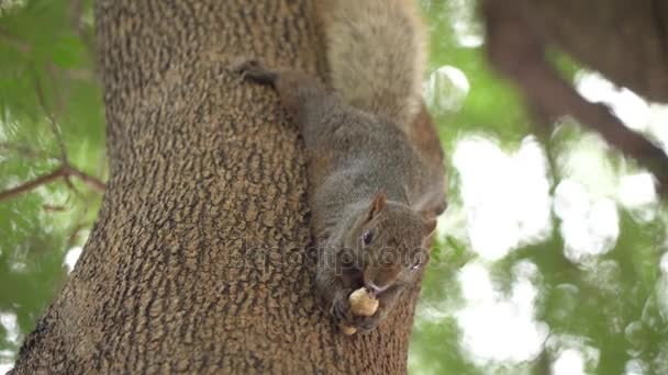 Белка ест орехи на дереве. Вверх ногами, собирая орехи с руки — стоковое видео