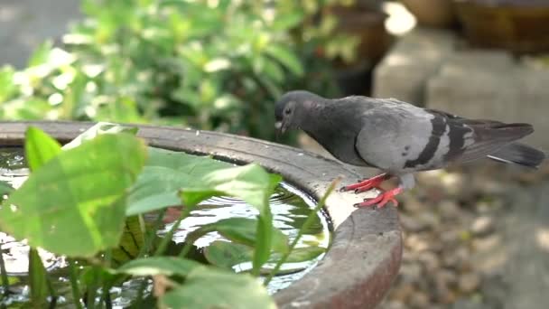 Pigeons come to drink water in the basin. Then fly back out, slow motion — Stock Video