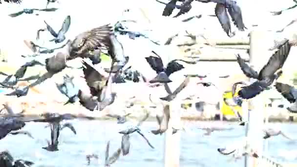 Många duvor flyger iväg i hamnen nära floden, Slowmotion sköt — Stockvideo