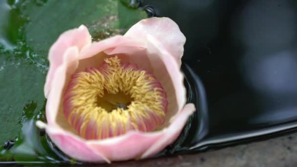 Las abejas están buscando néctar dulce de polen de loto, un paso de polinización — Vídeos de Stock