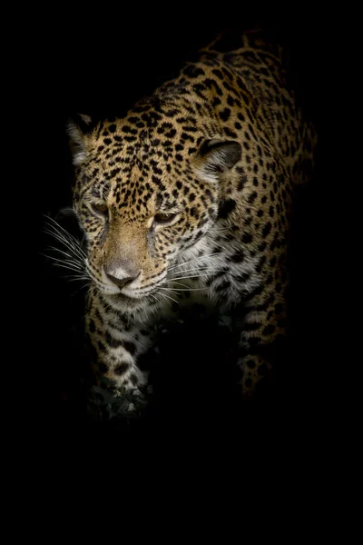 Fondo animal de leopardo —  Fotos de Stock