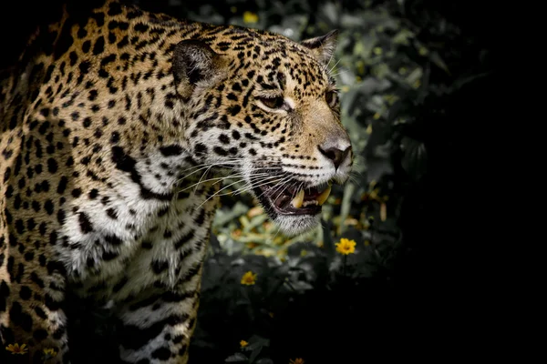 Tierischer Hintergrund des Leoparden — Stockfoto