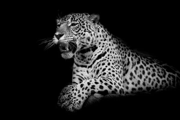 Leopardo bianco e nero — Foto Stock