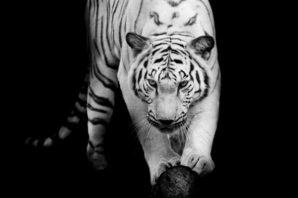 Tigre blanco y negro — Foto de Stock