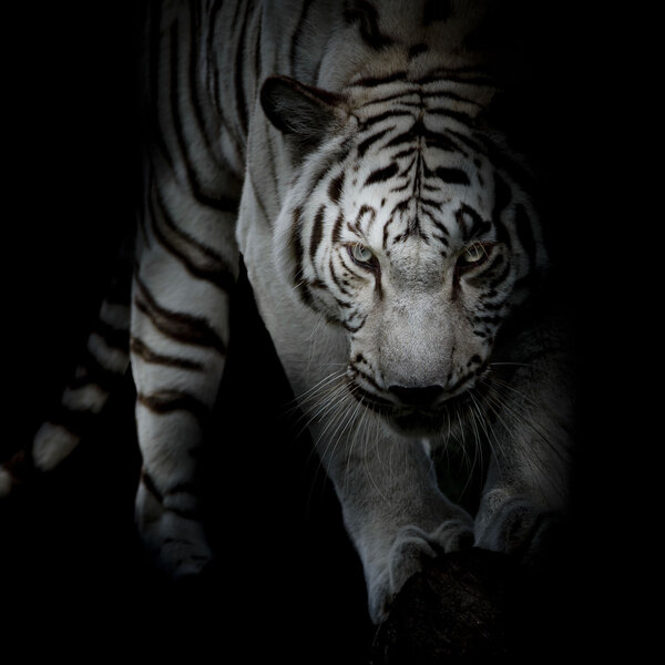 black and white tiger