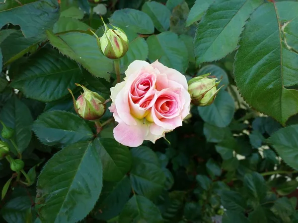 Smukke Cesar Rose Blomsterknopper Afsløring Sommeren - Stock-foto