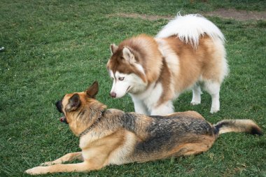 Alman çoban köpekleri ve Sibirya kurdu parkta paylaşıyorlar.