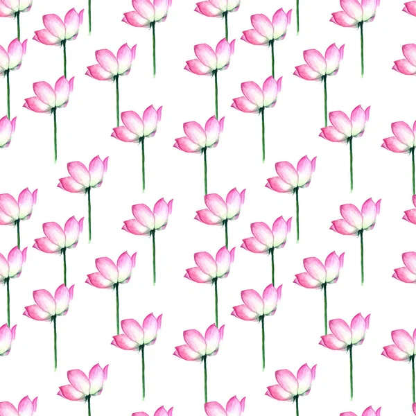 Υδατογραφία Ροζ Λωτού Λουλούδια Μπουμπούκια Λευκό Φόντο Χέρι Σχέδιο Απρόσκοπτη — Φωτογραφία Αρχείου