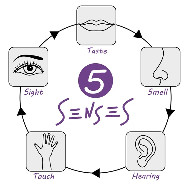 Pět smyslů vektor — Stockový vektor