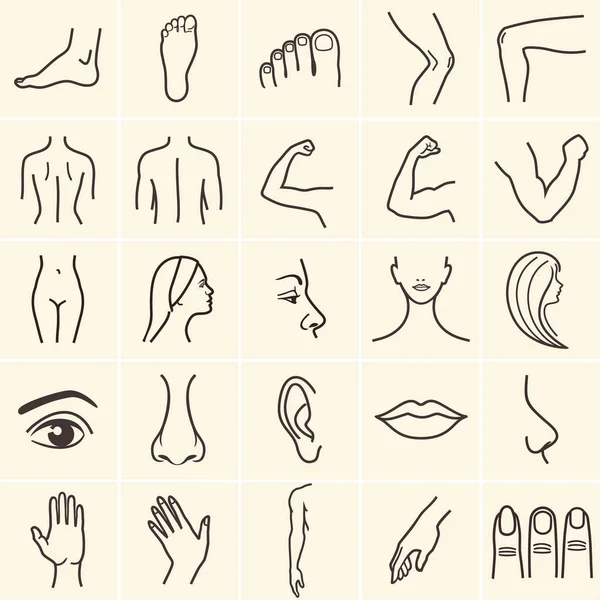 Иконы человеческого тела — стоковый вектор