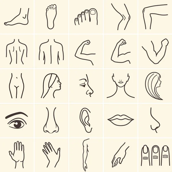 Human body icons — Stock Vector