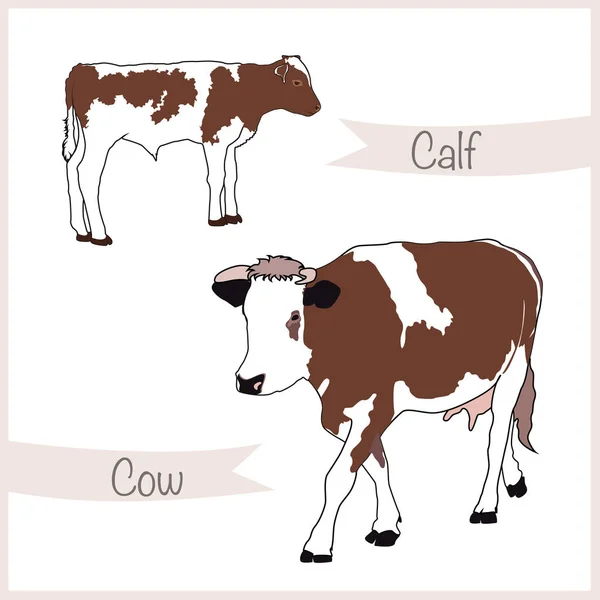 可爱的奶牛妈妈和小牛 — 图库矢量图片