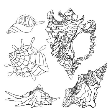 Deniz kabukları simgesi