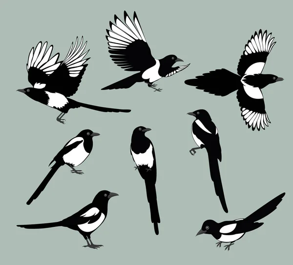 Mengatur burung magpie - Stok Vektor