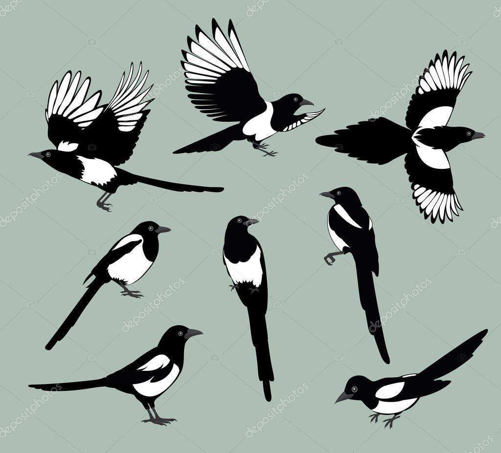 Set of black isolated vector silhouettes of birds magpie . Bird Poses. Vector illustration.