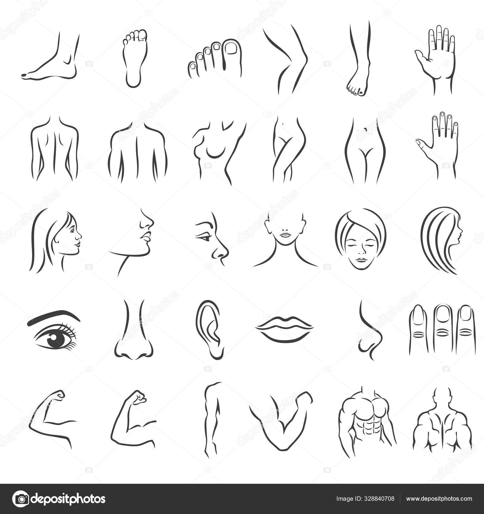 Drawing Body Parts Royalty-Free Images, Stock Photos & Pictures |  Shutterstock-saigonsouth.com.vn