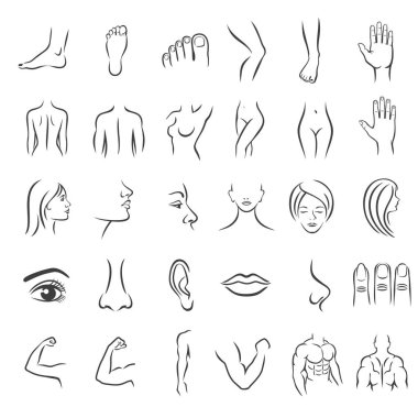 Human body parts icons clipart