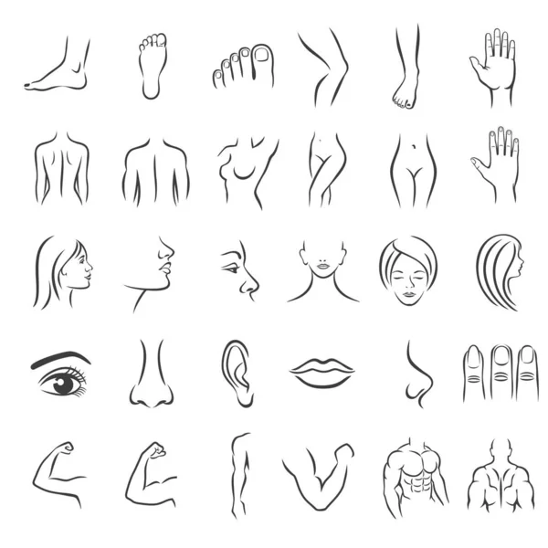 Human body parts icons — Stock Vector