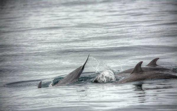 Pair of dolphins swimming at open sea