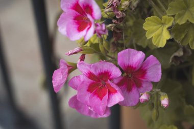 Hermosas Flores en un balcon