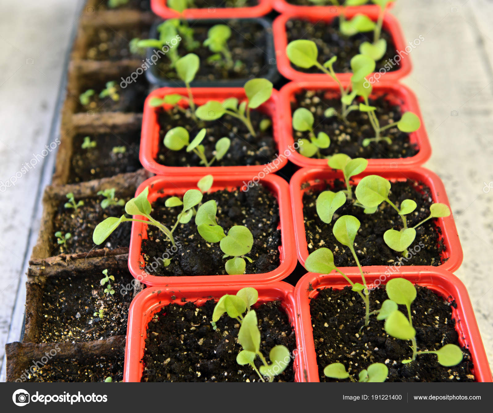 Get Planting Pots Petunia Flowers Sprouts Close Vintage Home Garden For Android Get Wallpaper Planting Pots Petunia Flowers Sprouts Close Vintage Home Garden Desktop Wallpaper Free