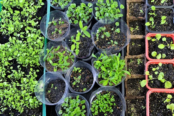 Flowers seedlings sprouting in gardening pots and boxes, top view. Vintage home garden and planting objects, spring time and agriculture background