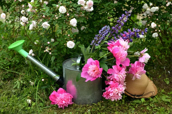 Beautiful garden still life with peony and lupine flowers in watering can by rose shrub.