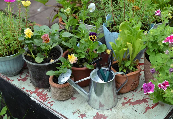 Blooming pansy flowers in pots and watering can with tools on garden table.