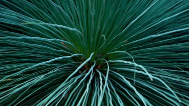 Ormanda elektrik yeşili.