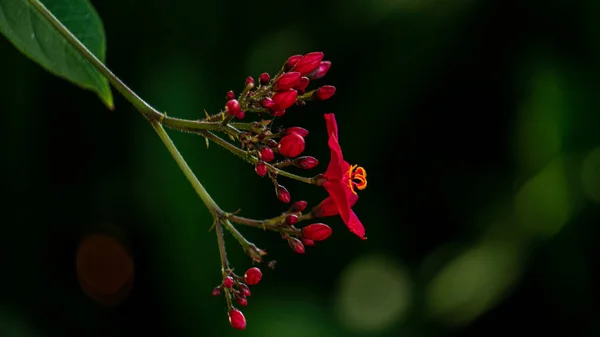 Die Blüte Stellt Licht Dar — Stockfoto