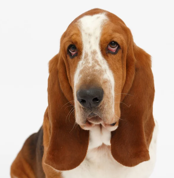 Basset Hound Welpen Hush puppies — Stockfoto © lifeonwhite 10863799