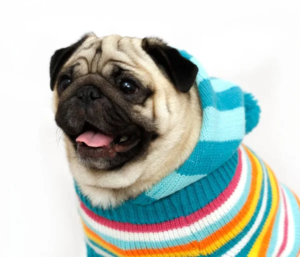 Hund Mops. Gekleidet wie ein Schwein Hund — Stockfoto © liukov 87921918