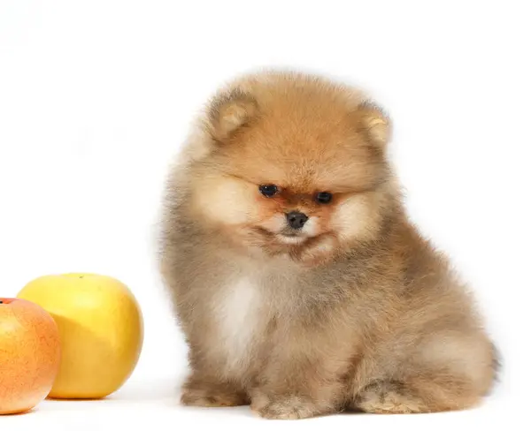pomeranian pa vit pomeranian valp hund isolerad p 229 vit bakgrund stockfotografi 169 sutichak pomeranian pa vit pomeranian valp hund isolerad p 229 vit bakgrund stockfotografi 169 sutichak