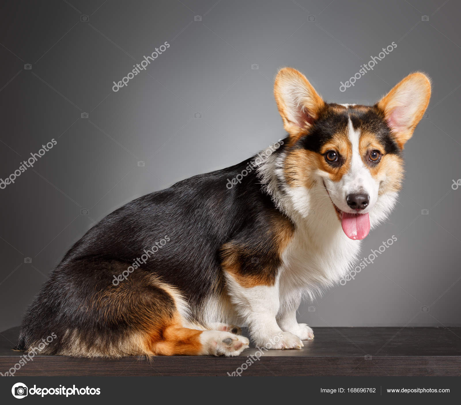 grey corgi
