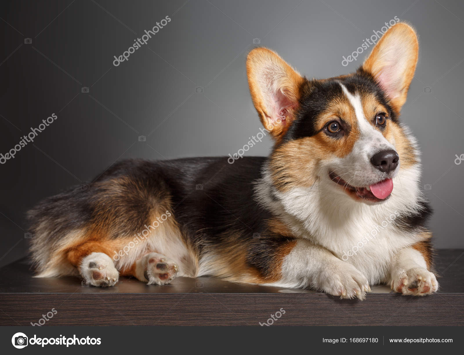 Pembroke Welsh Welsh Hund — Stockfoto © studiotrapeza