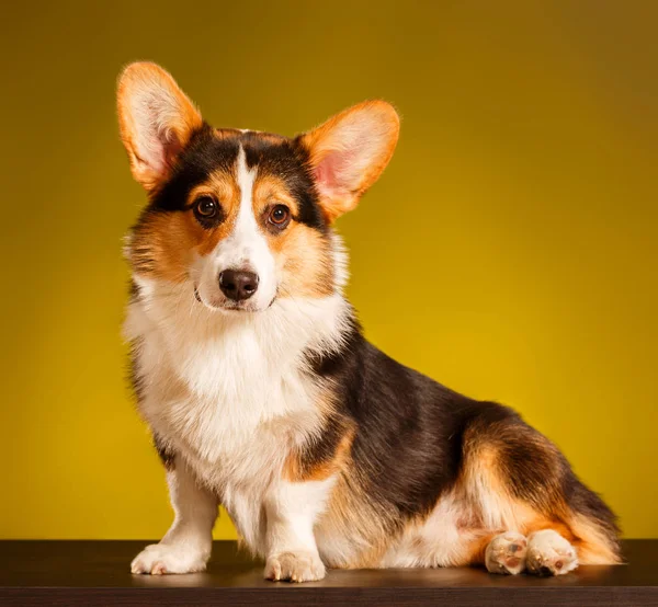 Pembroke Welsh Corgi, Dog Welsh Corgi