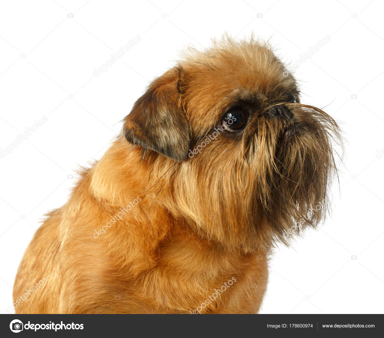 Hund Porträt Brüsseler Griffon Griffon Hund Yellow Dog Isoliert