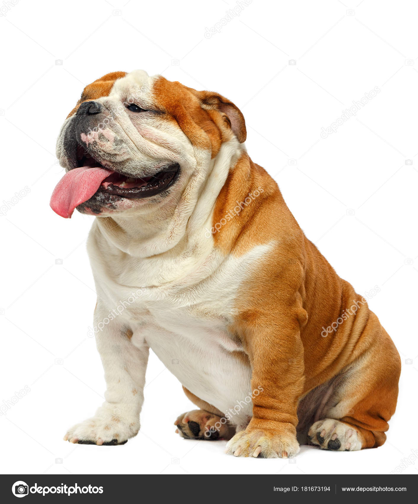 Droll Bulldog English Black