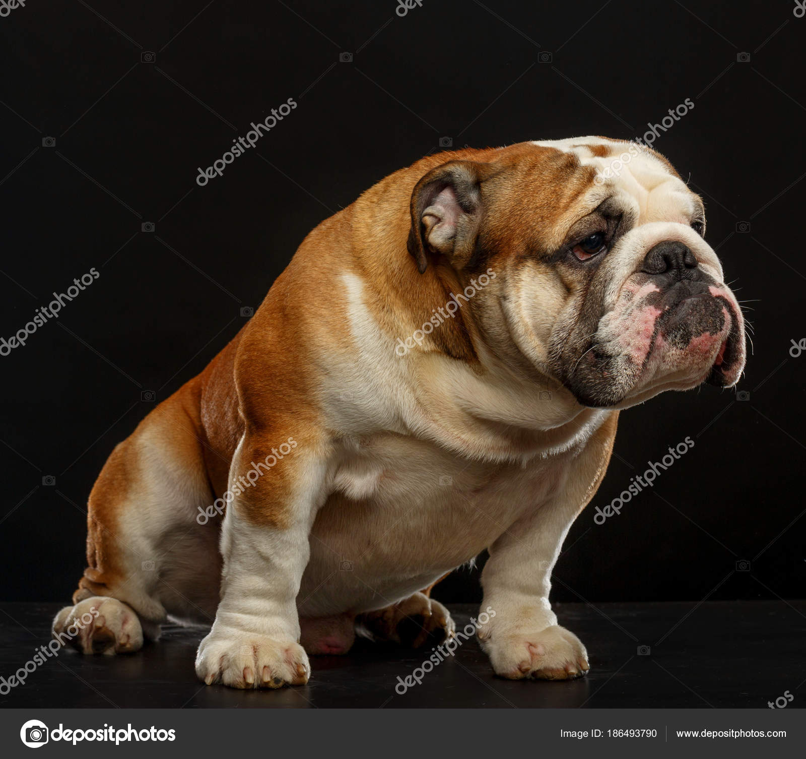 Jovem Bulldog Inglês Sentado Sobre Fundo Preto Studio Stock Photo